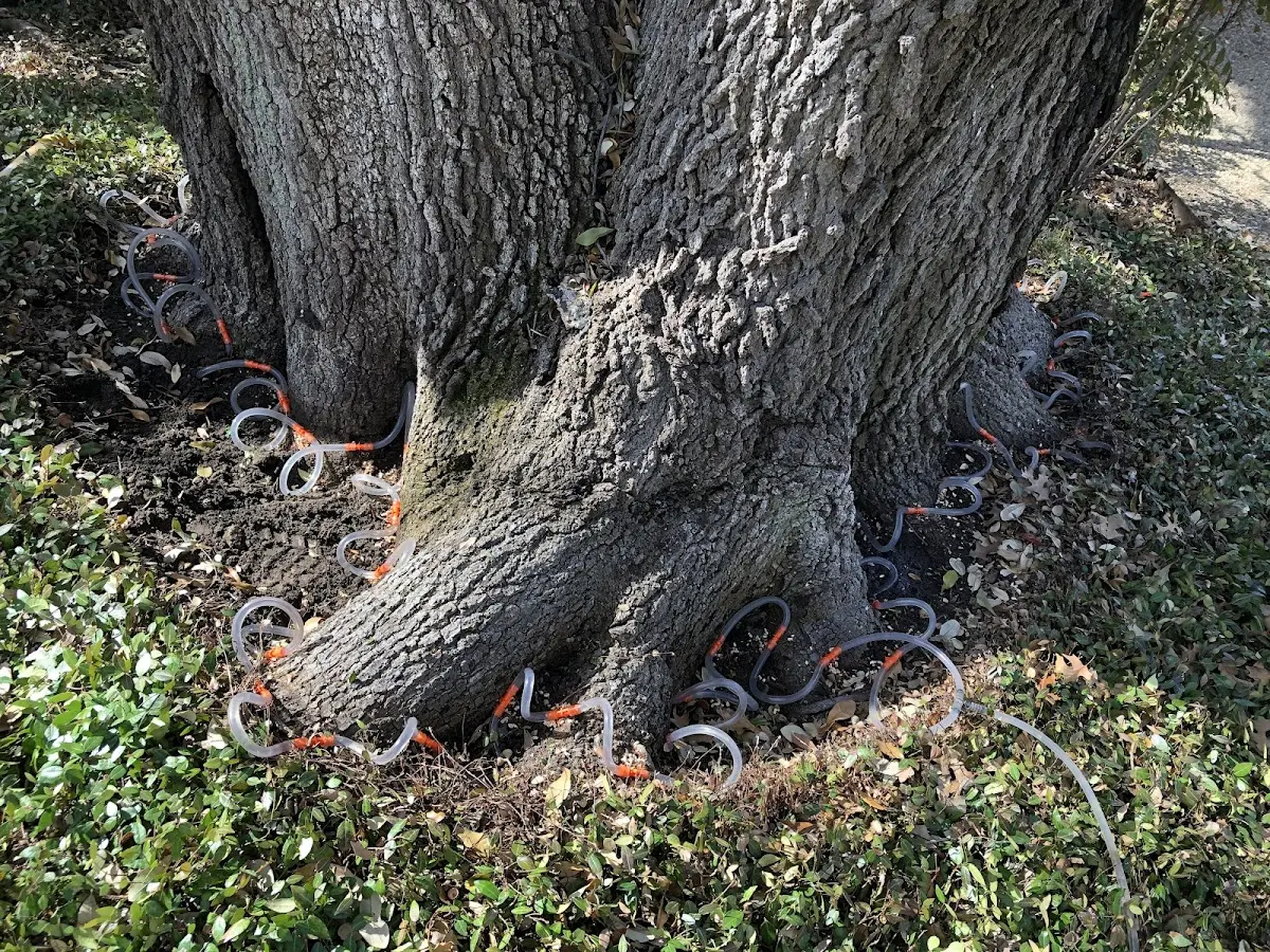 Detailed Tree Cabling and Bracing job site in Loreauville